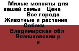 Милые мопсяты для вашей семьи › Цена ­ 20 000 - Все города Животные и растения » Собаки   . Владимирская обл.,Вязниковский р-н